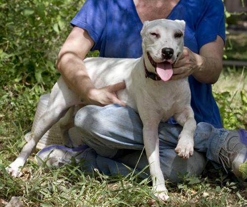 Venus, Adopted, Young Female Terrier & Labrador Retriever.