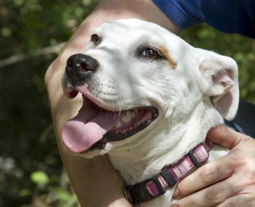 Enlarge Venus, a Adopted mixed breed in Mission, TX image 2/2
