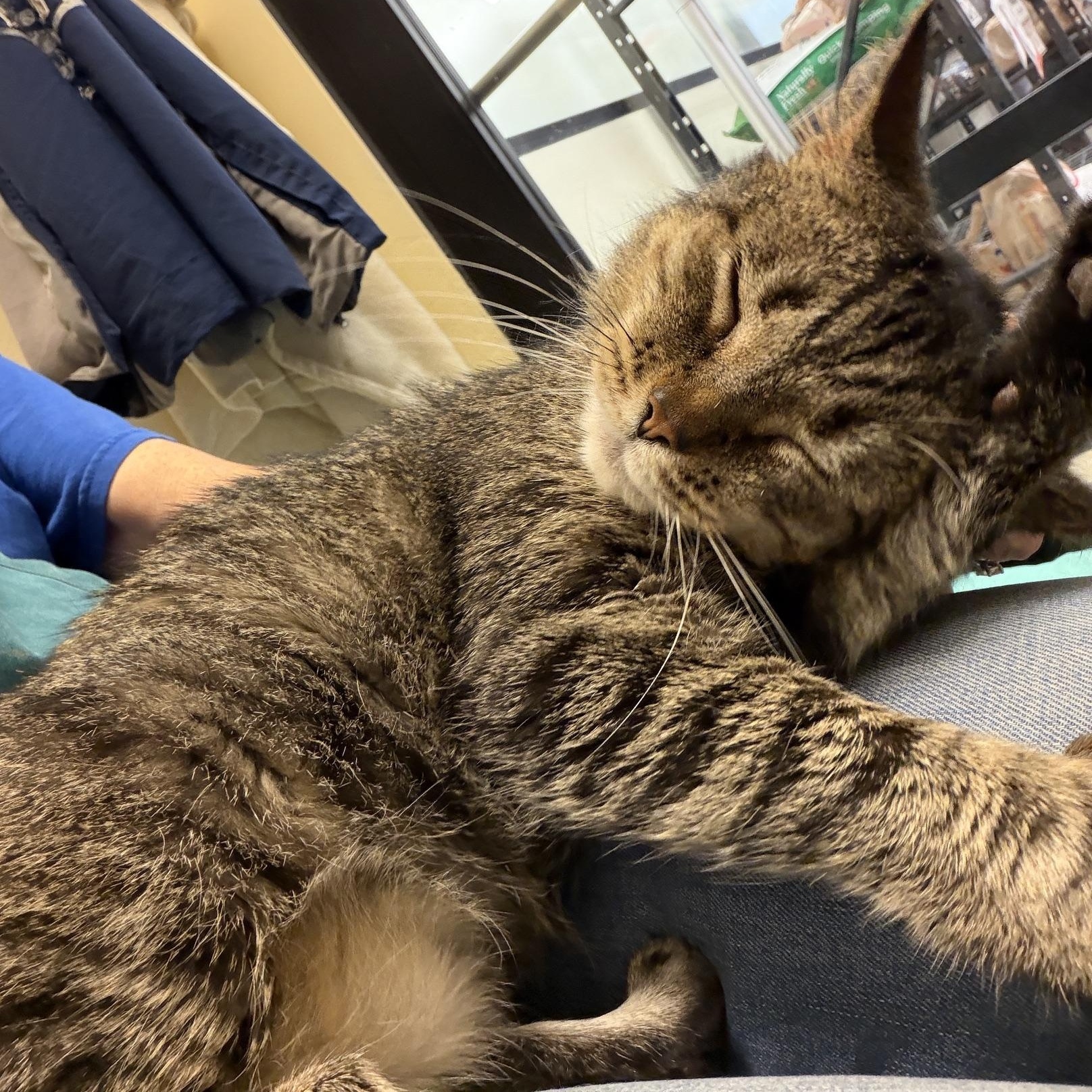 Diana, ADOPTABLE, Adult Female Domestic Short Hair & Tabby.