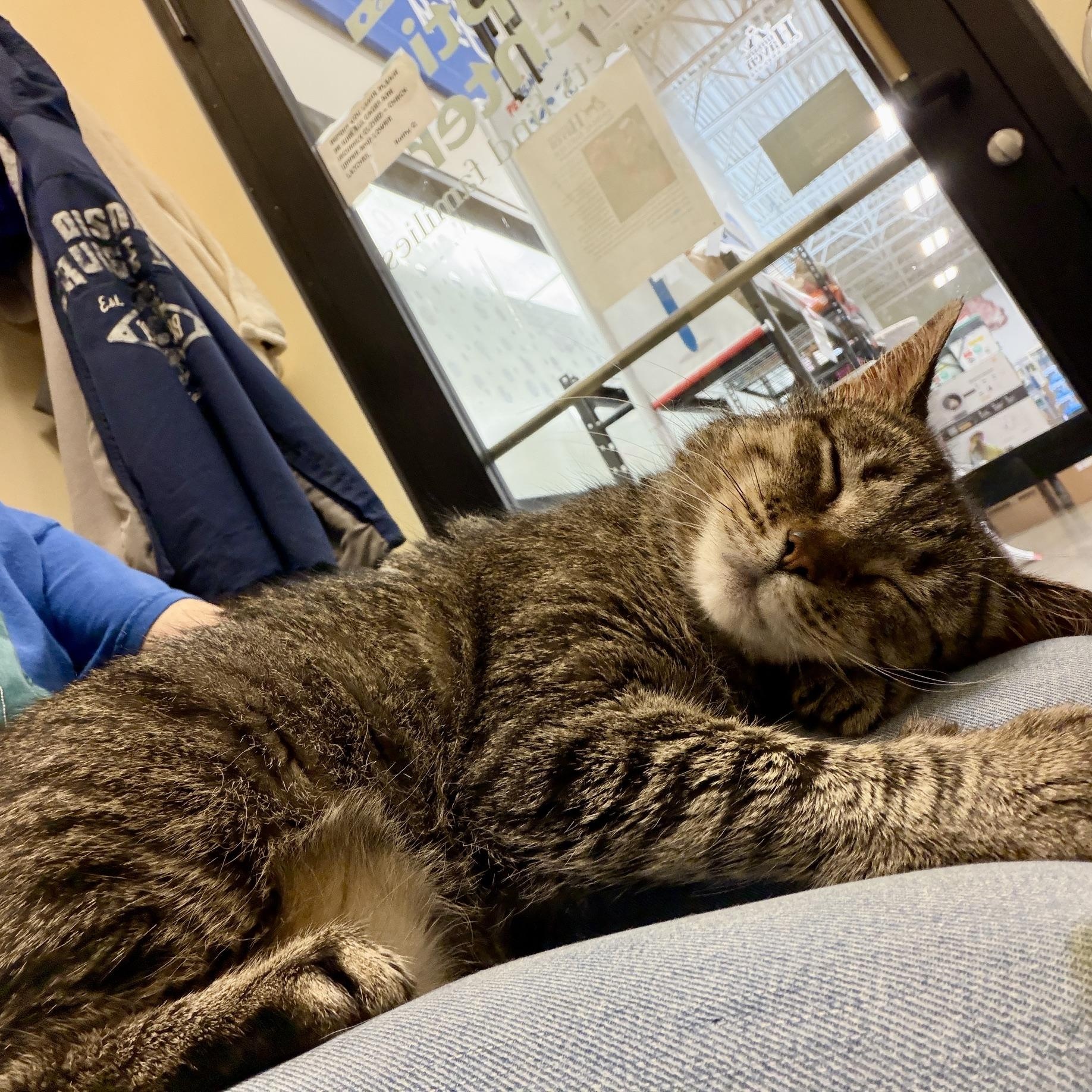 Diana, a ADOPTABLE mixed breed in Bolingbrook, IL image 2/6