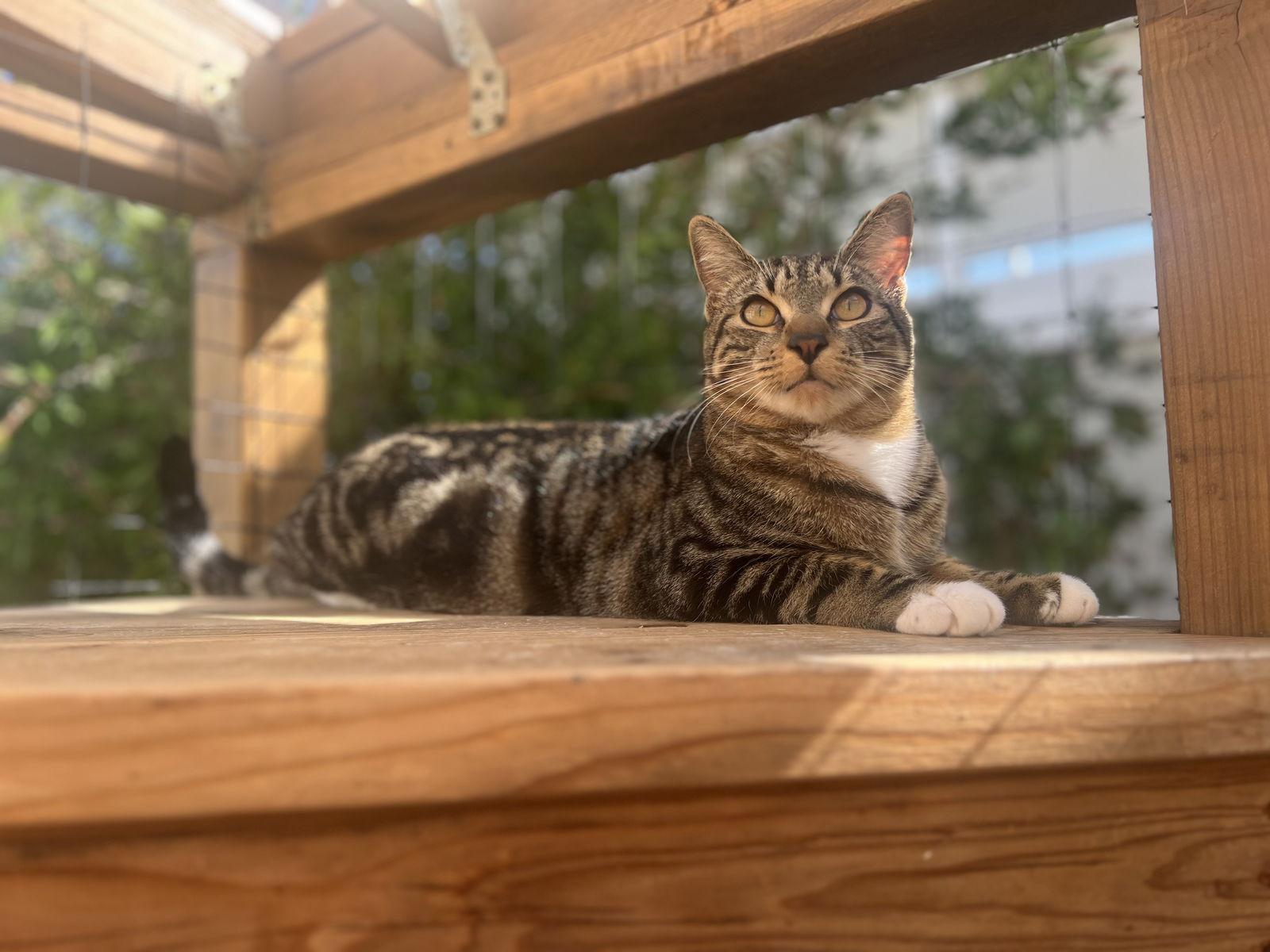 BASIL, a Adoptable Domestic Short Hair in Walnut Creek, CA image 1/3