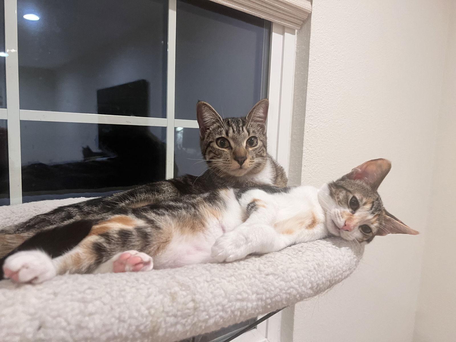 BASIL, Adoptable, Young Male Domestic Short Hair.