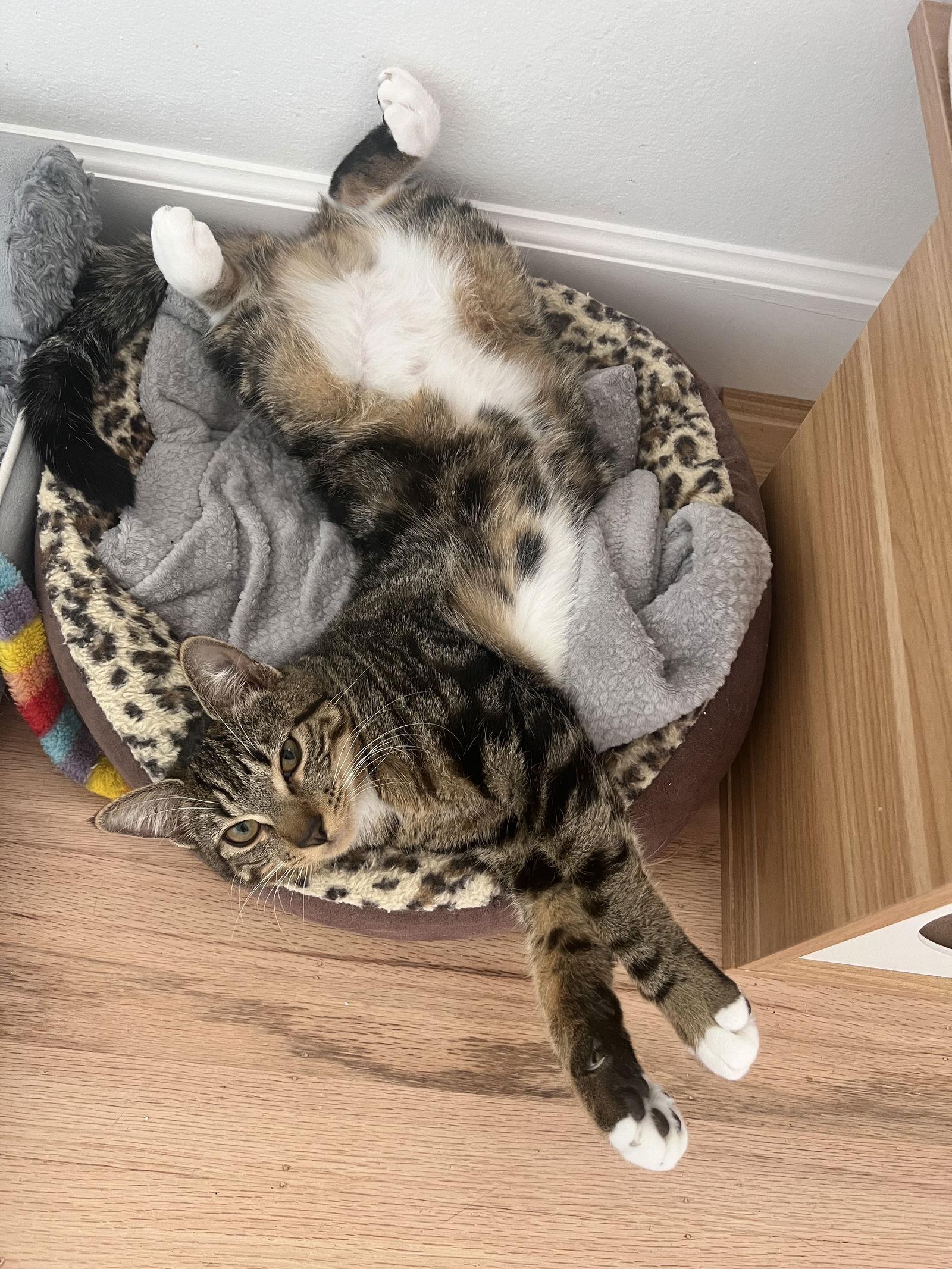 BASIL, Adoptable, Young Male Domestic Short Hair.