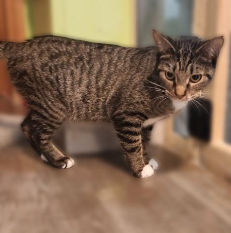 Enlarge Lucinda, a Adoptable mixed breed in Rice Lake, WI image 1/1