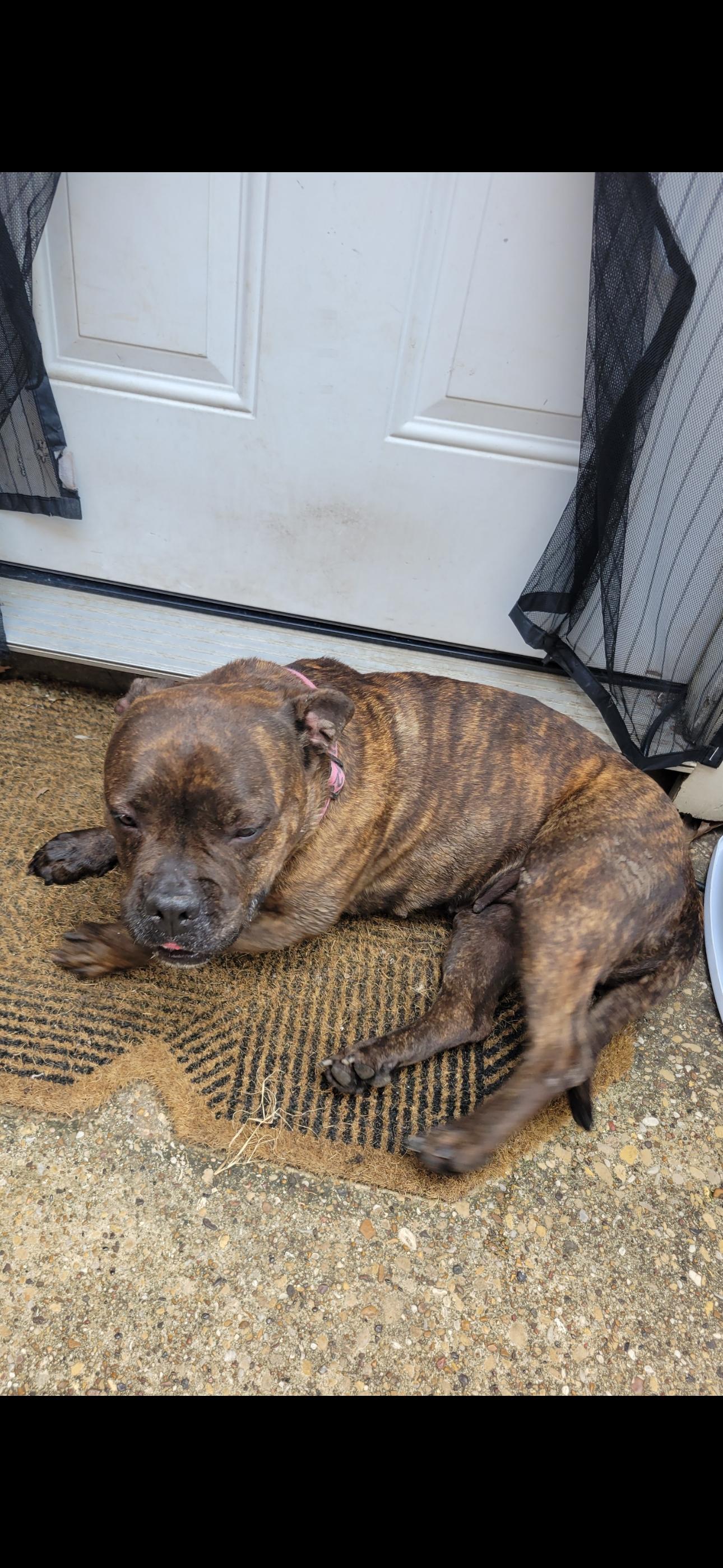 Enlarge Beretta, a Adoptable mixed breed in Dallas, TX image 1/3