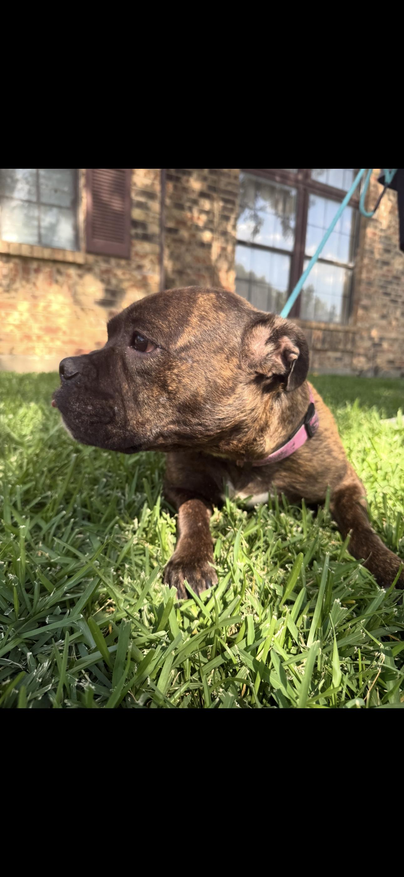 Enlarge Beretta, a Adoptable mixed breed in Dallas, TX image 2/3