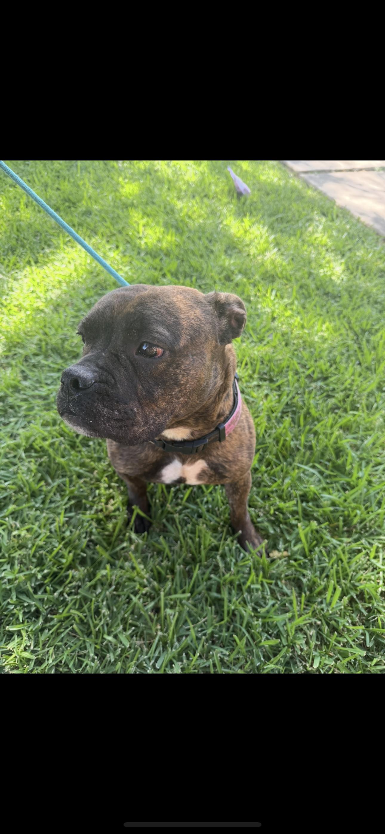 Enlarge Beretta, a Adoptable mixed breed in Dallas, TX image 3/3