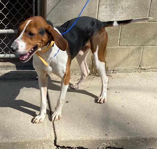 Buddy, a Adoptable mixed breed in Ringwood, NJ image 2/6