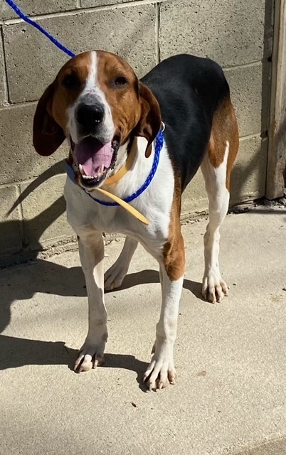 Buddy, a Adoptable mixed breed in Ringwood, NJ image 4/6