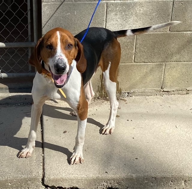 Buddy, a Adoptable mixed breed in Ringwood, NJ image 5/6