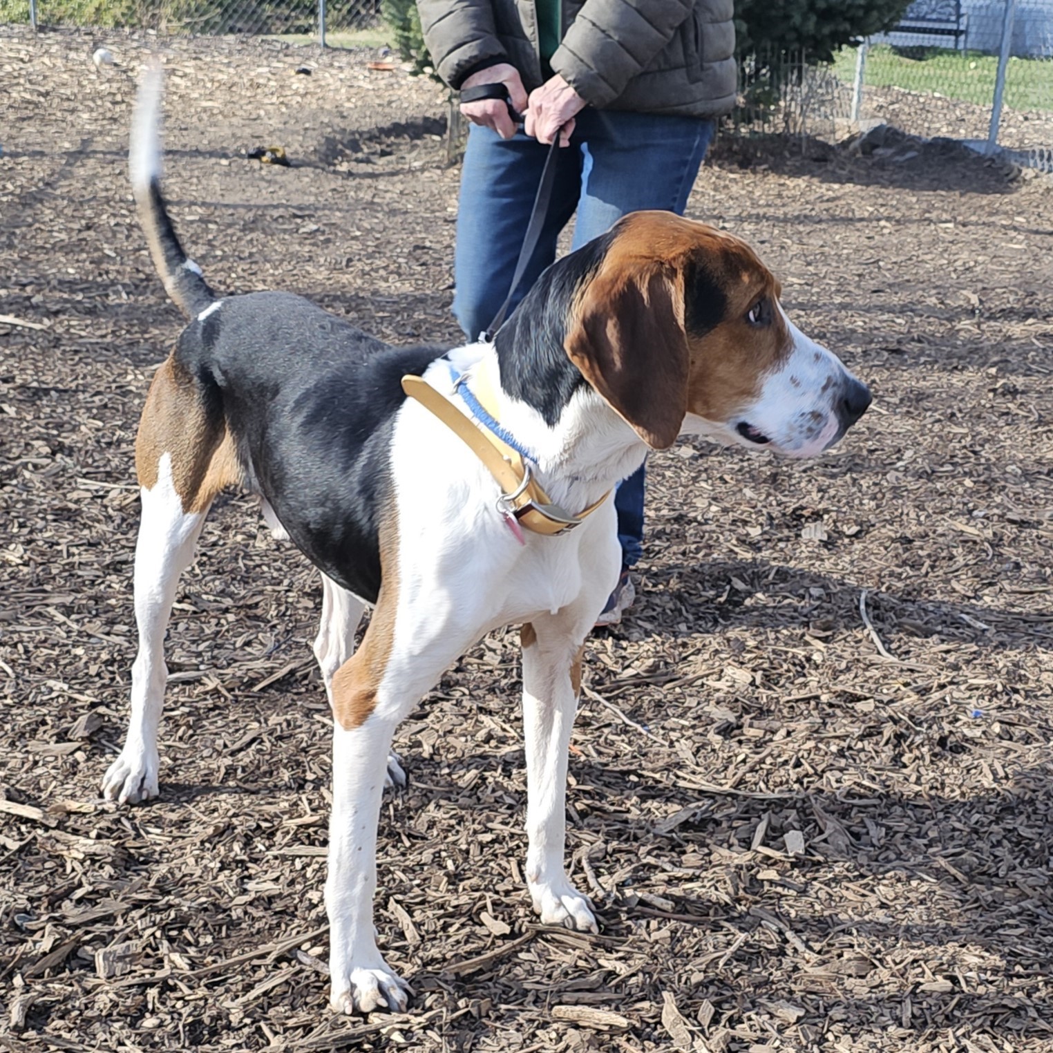 Buddy, a Adoptable mixed breed in Ringwood, NJ image 6/6