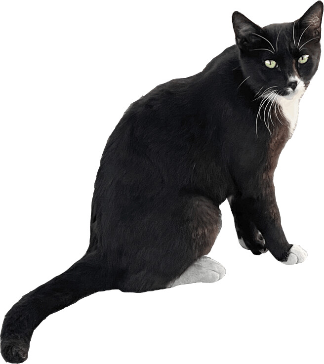 L'Amour (la-MOOR), Adopted, Adult Female Domestic Short Hair.