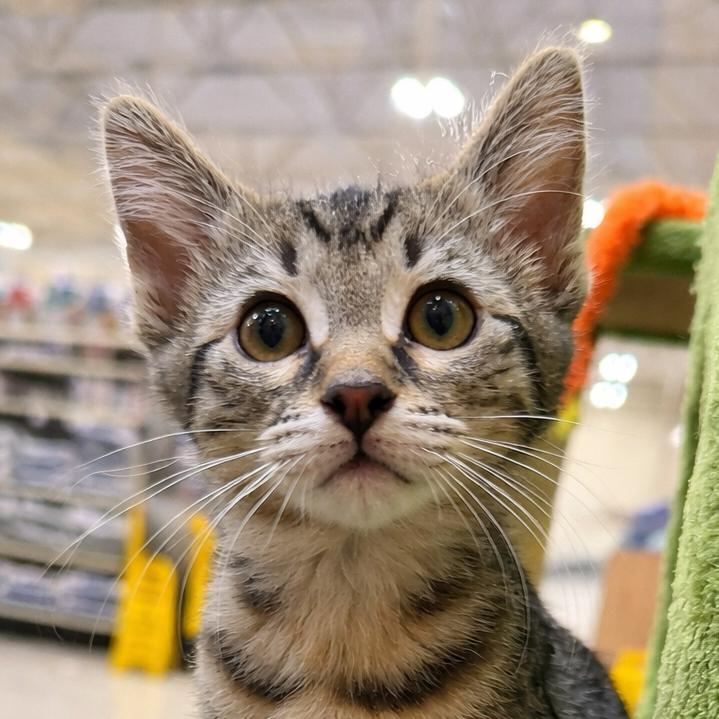 Enlarge Triscuit, a Adoptable Domestic Short Hair in Long Beach, CA image 2/4