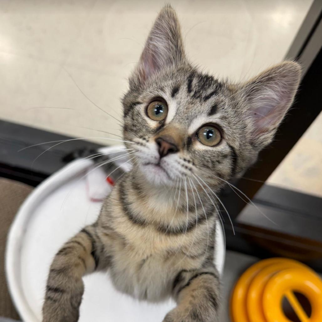 Enlarge Triscuit, a Adoptable Domestic Short Hair in Long Beach, CA image 3/4