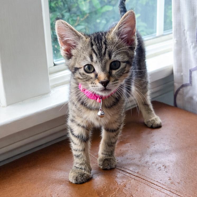 Enlarge Triscuit, a Adoptable Domestic Short Hair in Long Beach, CA image 4/4