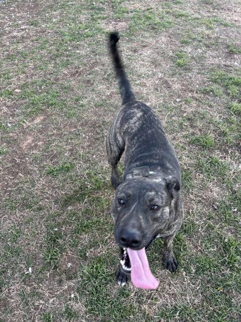 Houston — thumbnail 2