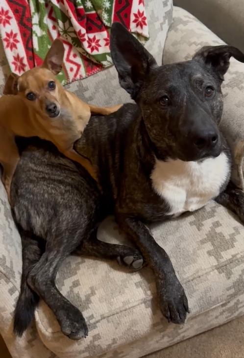 Houston — thumbnail 3