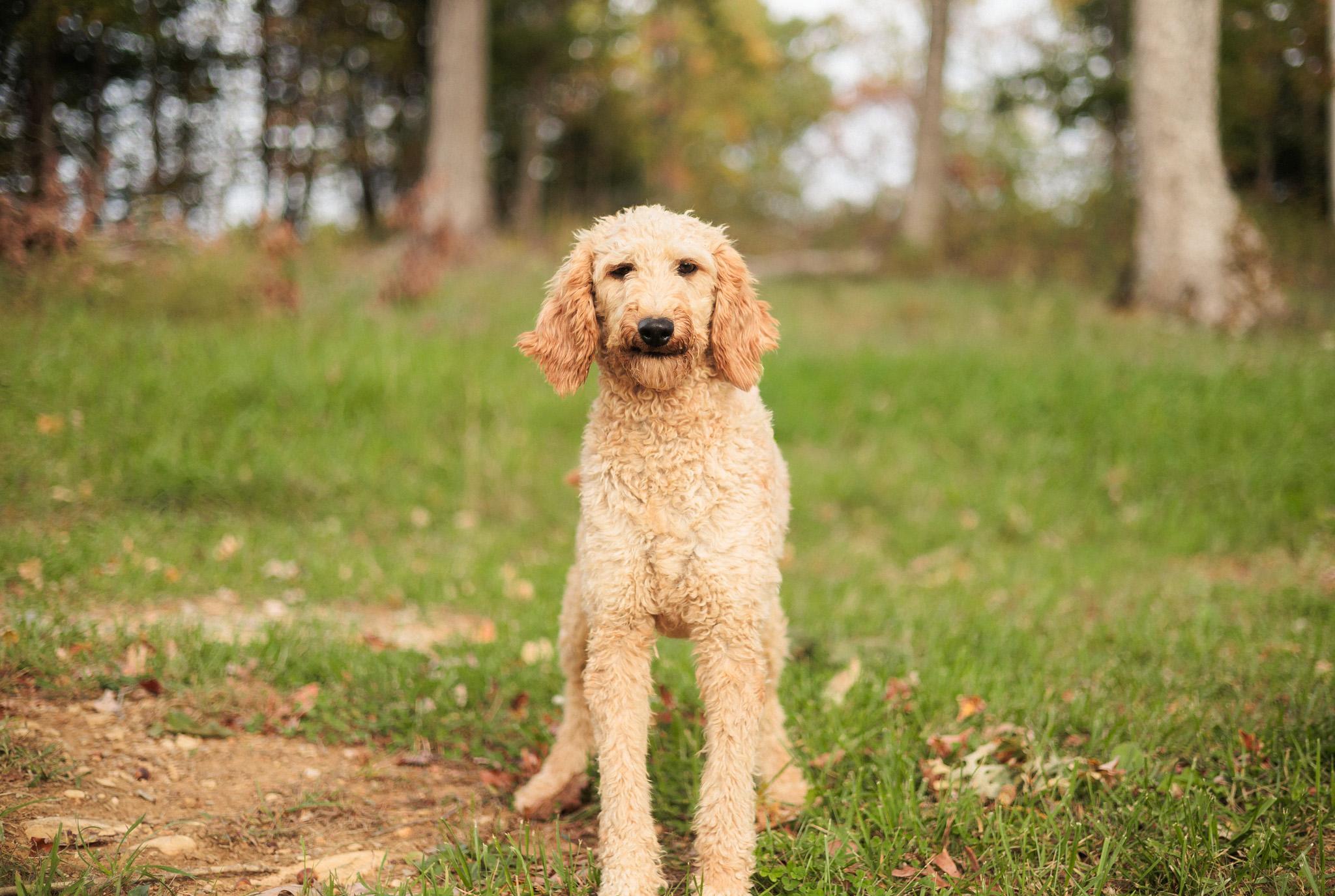 Enlarge Sydney - Transport, an adopted Goldendoodle in Washington, PA image 4/6