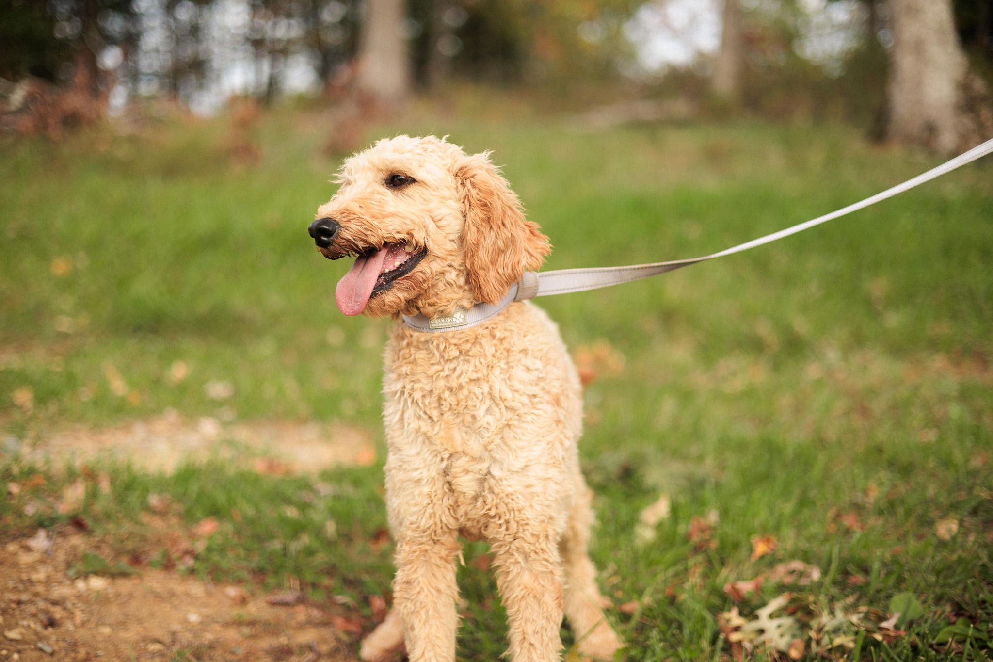 Enlarge Sydney - Transport, an adopted Goldendoodle in Washington, PA image 5/6