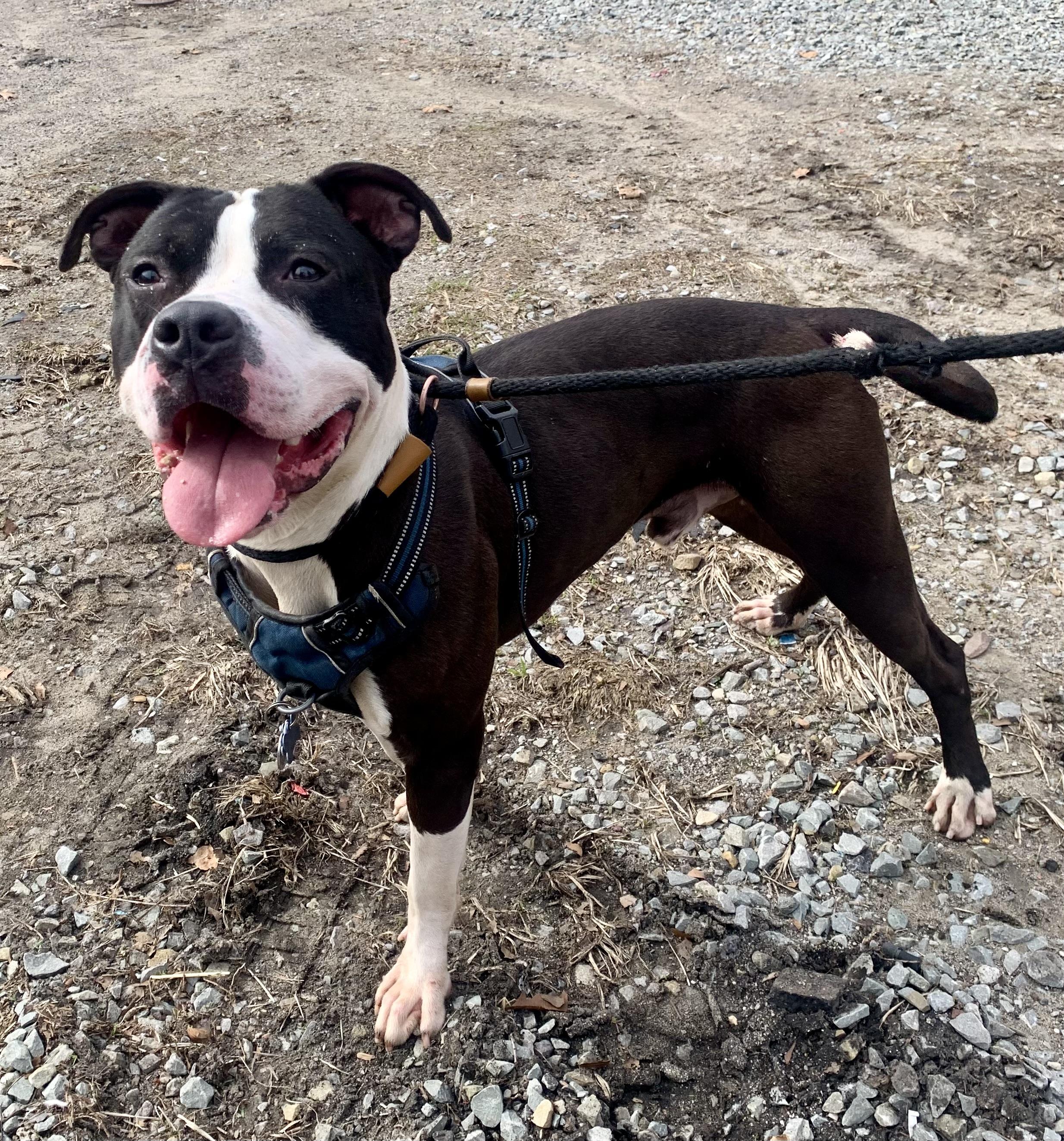 Big Boy, an adopted mixed breed in McKeesport, PA image 4/6
