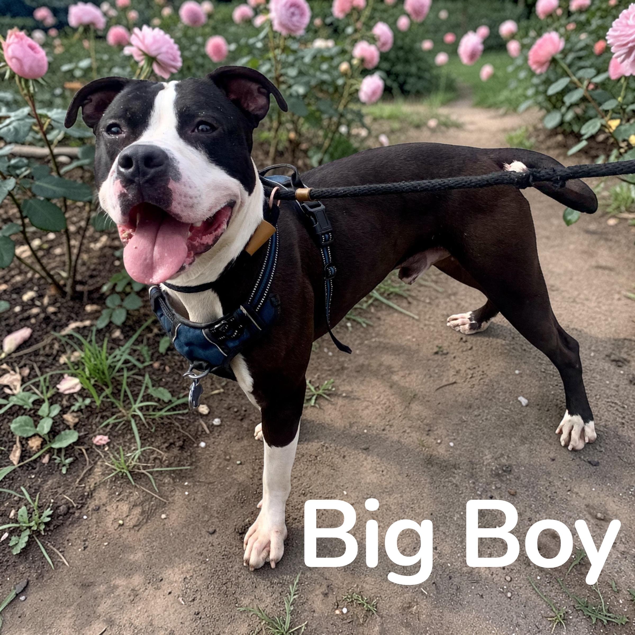 Big Boy, adopted, Young Male American Bulldog.
