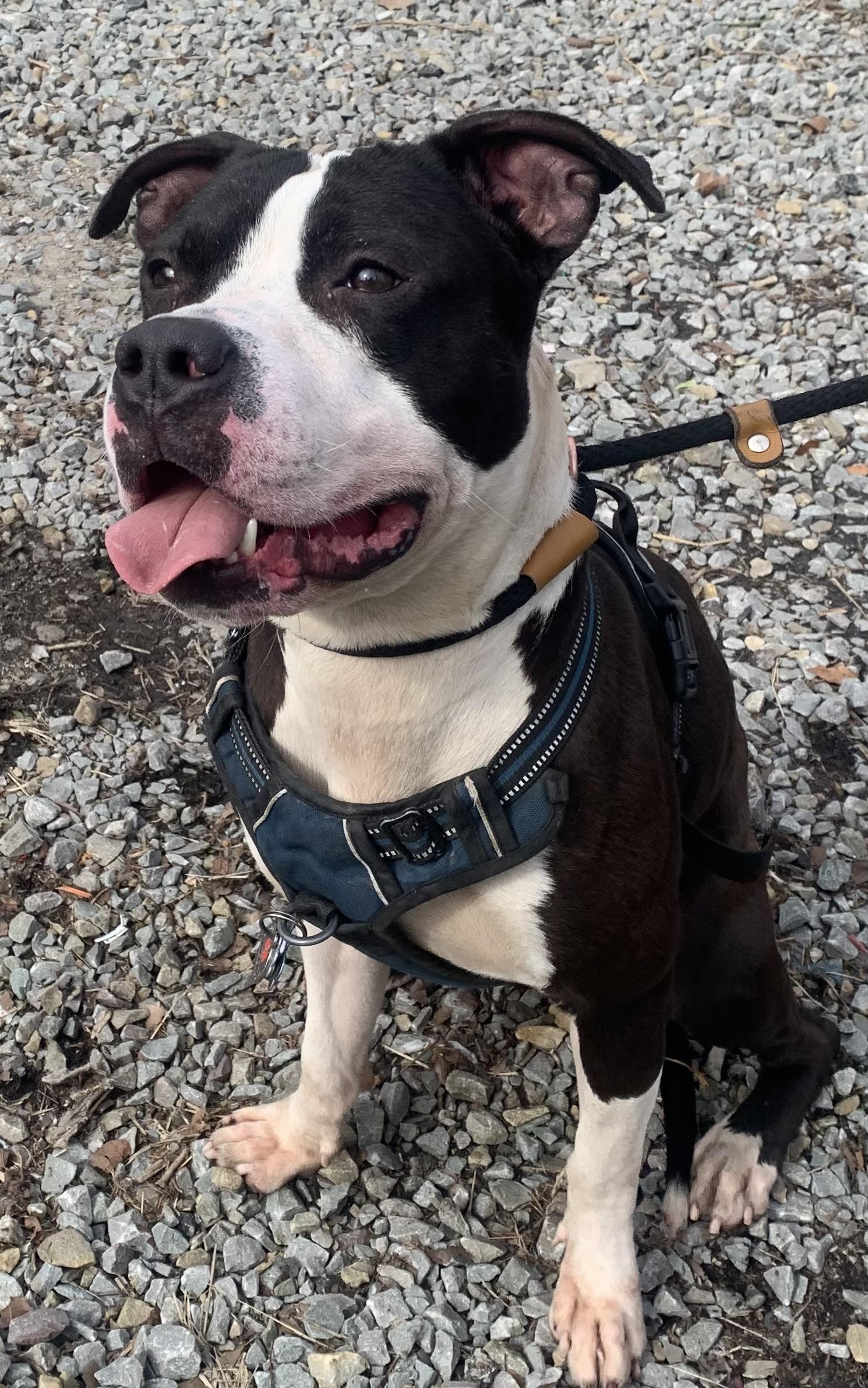 Big Boy, an adopted mixed breed in McKeesport, PA image 5/6