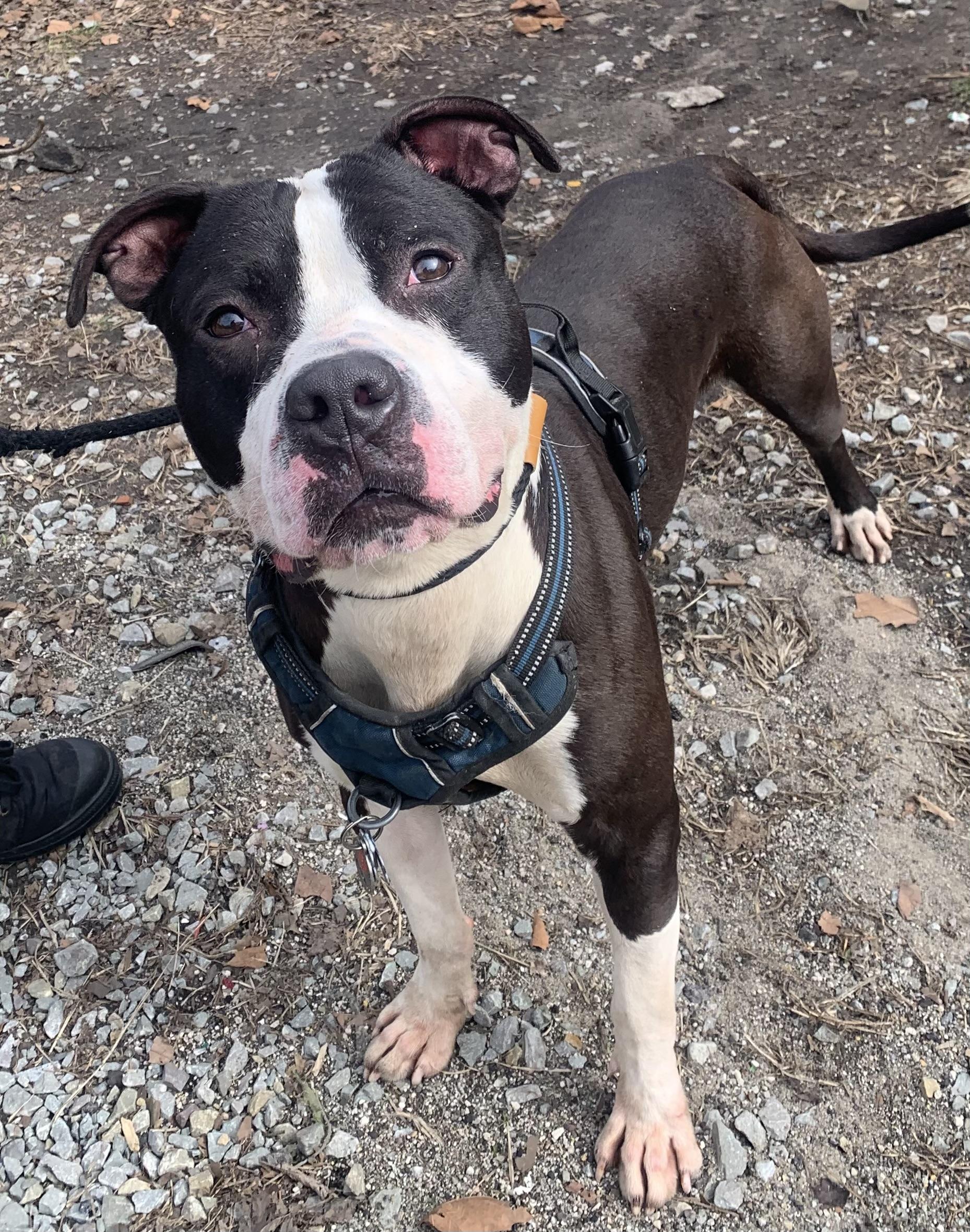Big Boy, an adopted mixed breed in McKeesport, PA image 3/6