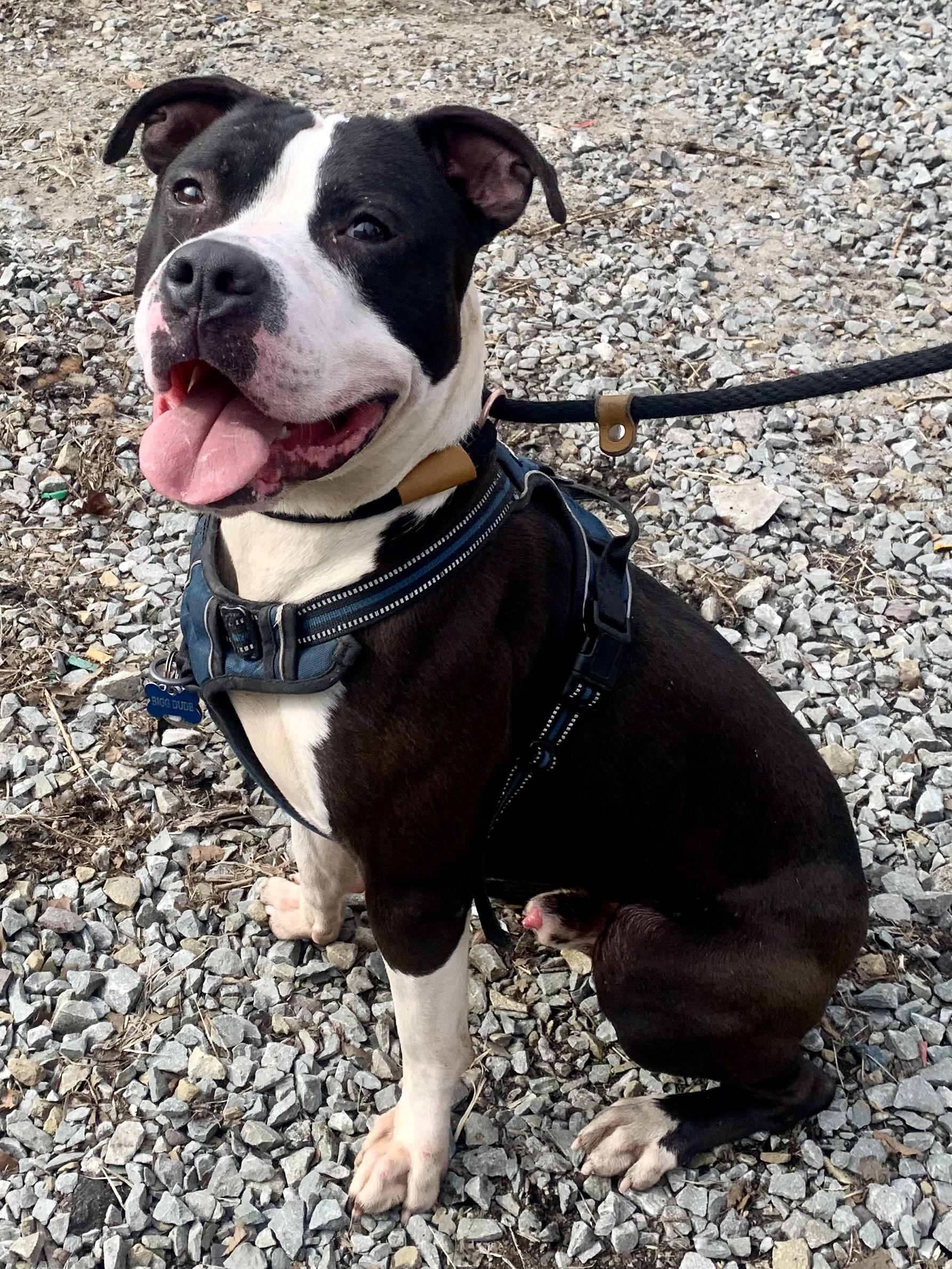 Big Boy, an adopted mixed breed in McKeesport, PA image 6/6