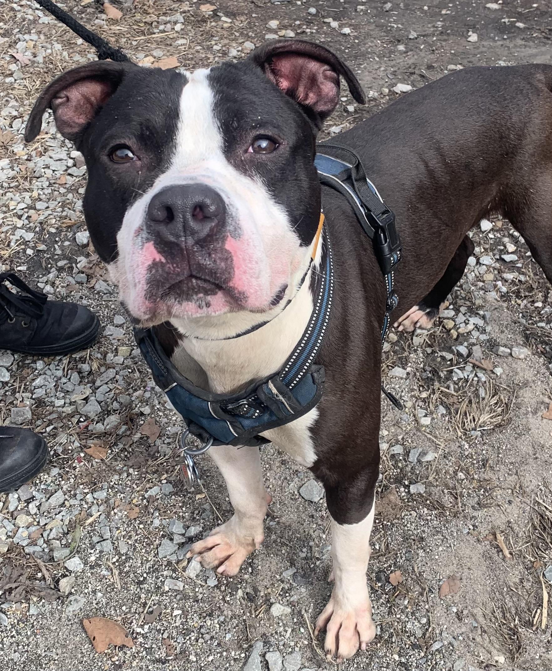 Big Boy, an adopted mixed breed in McKeesport, PA image 2/6