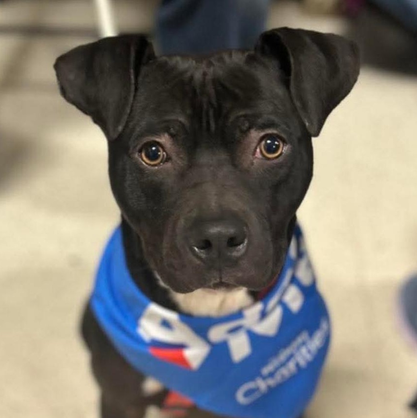 Enlarge Leah, a Adoptable mixed breed in Hazard, KY image 4/5