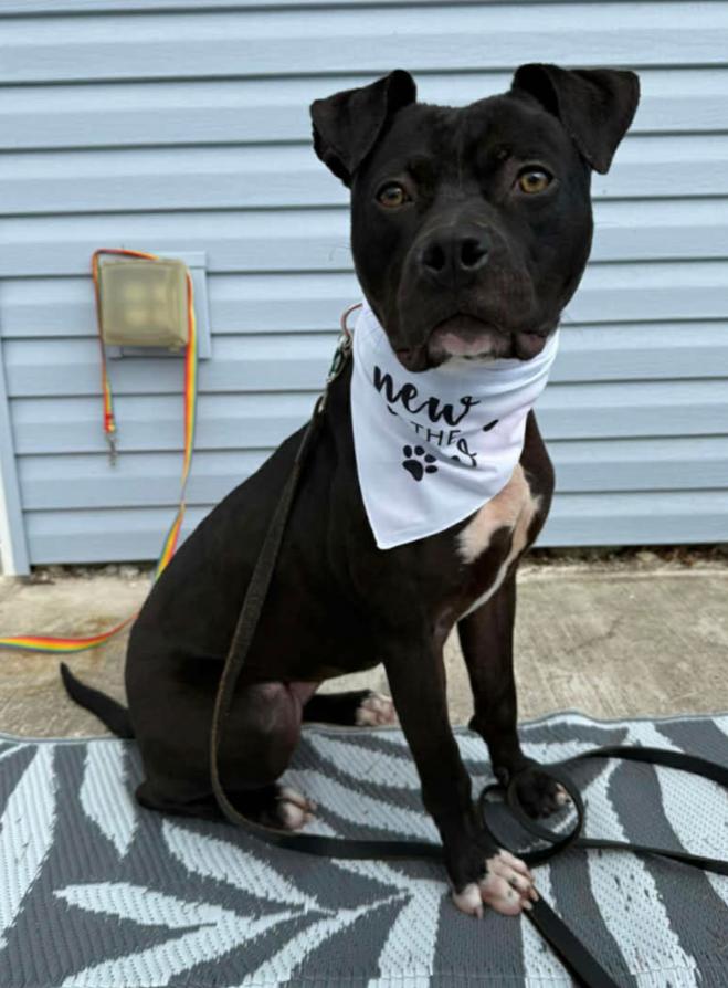 Enlarge Leah, a Adoptable mixed breed in Hazard, KY image 1/5