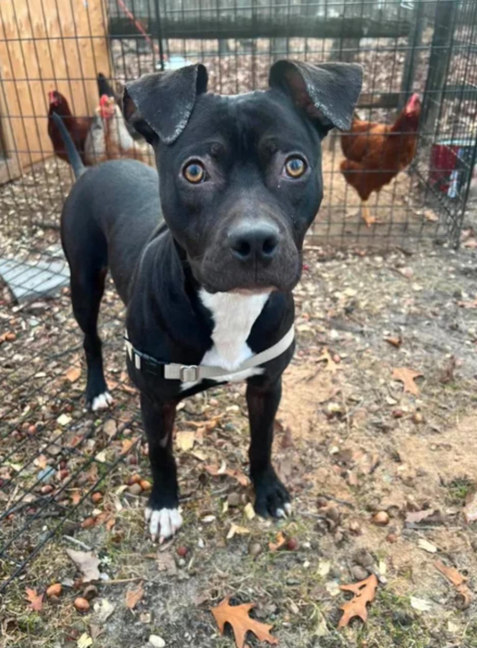 Enlarge Leah, a Adoptable mixed breed in Hazard, KY image 5/5
