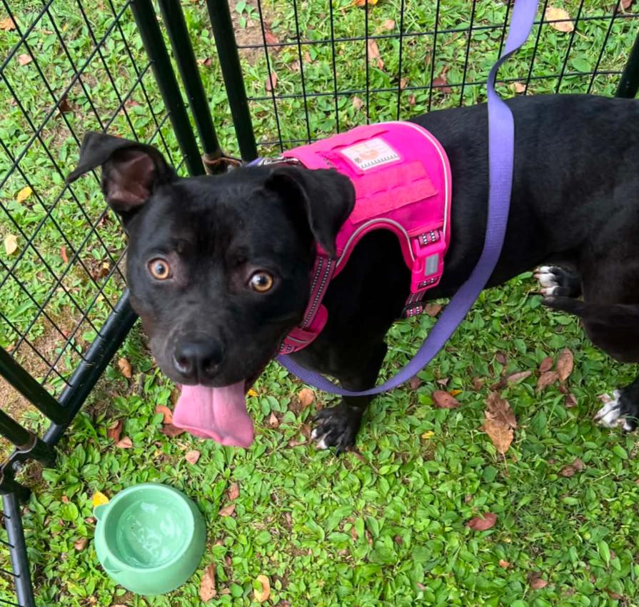 Enlarge Leah, a Adoptable mixed breed in Hazard, KY image 2/5