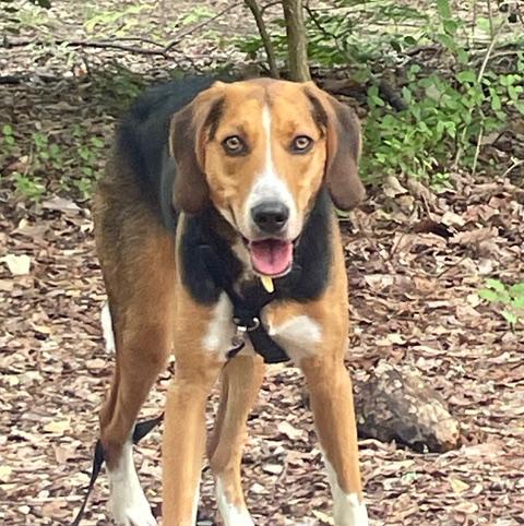 Shamrock, Adoptable, Young Male Hound & Mixed Breed.
