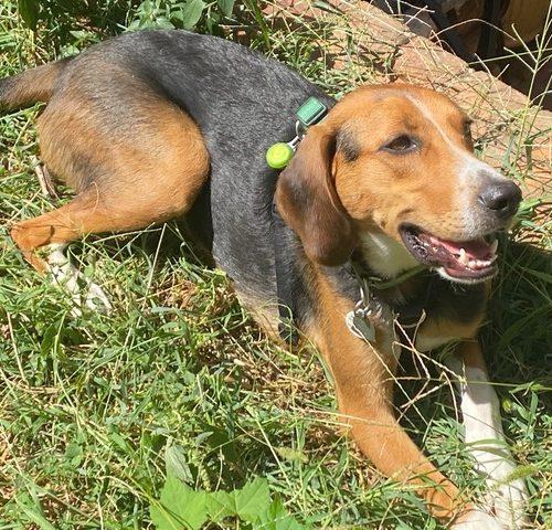 Enlarge Shamrock, a Adoptable mixed breed in Washington, DC image 3/5