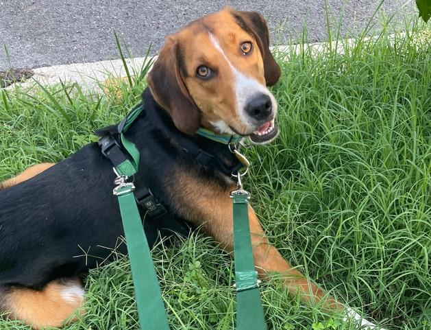 Enlarge Shamrock, a Adoptable mixed breed in Washington, DC image 2/6