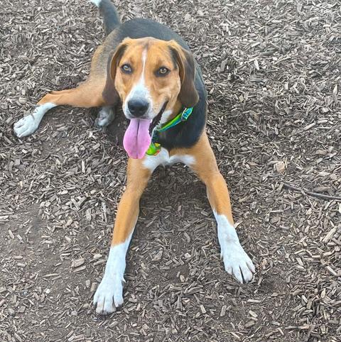 Enlarge Shamrock, a Adoptable mixed breed in Washington, DC image 4/5