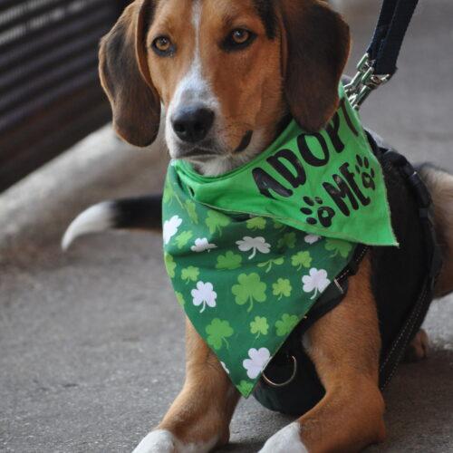 Enlarge Shamrock, a Adoptable mixed breed in Washington, DC image 5/5