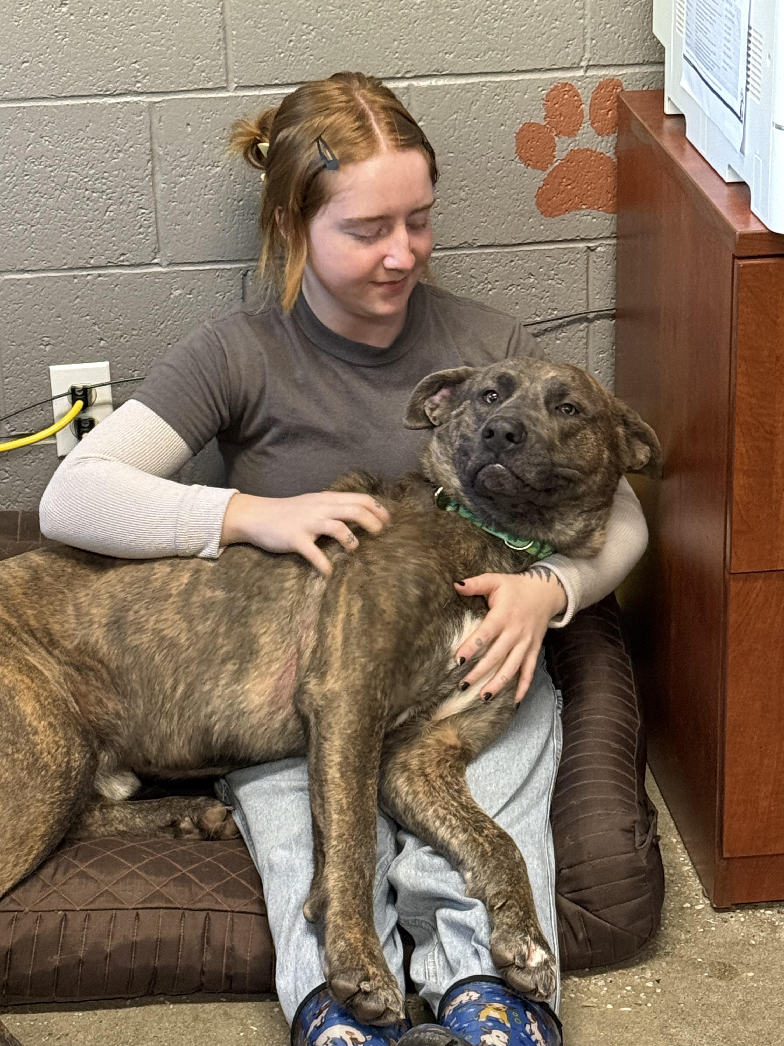 Wolfie- Fetch Fanatic!, an adoptable Mastiff in Grass Valley, CA, 95945 | Photo Image 4