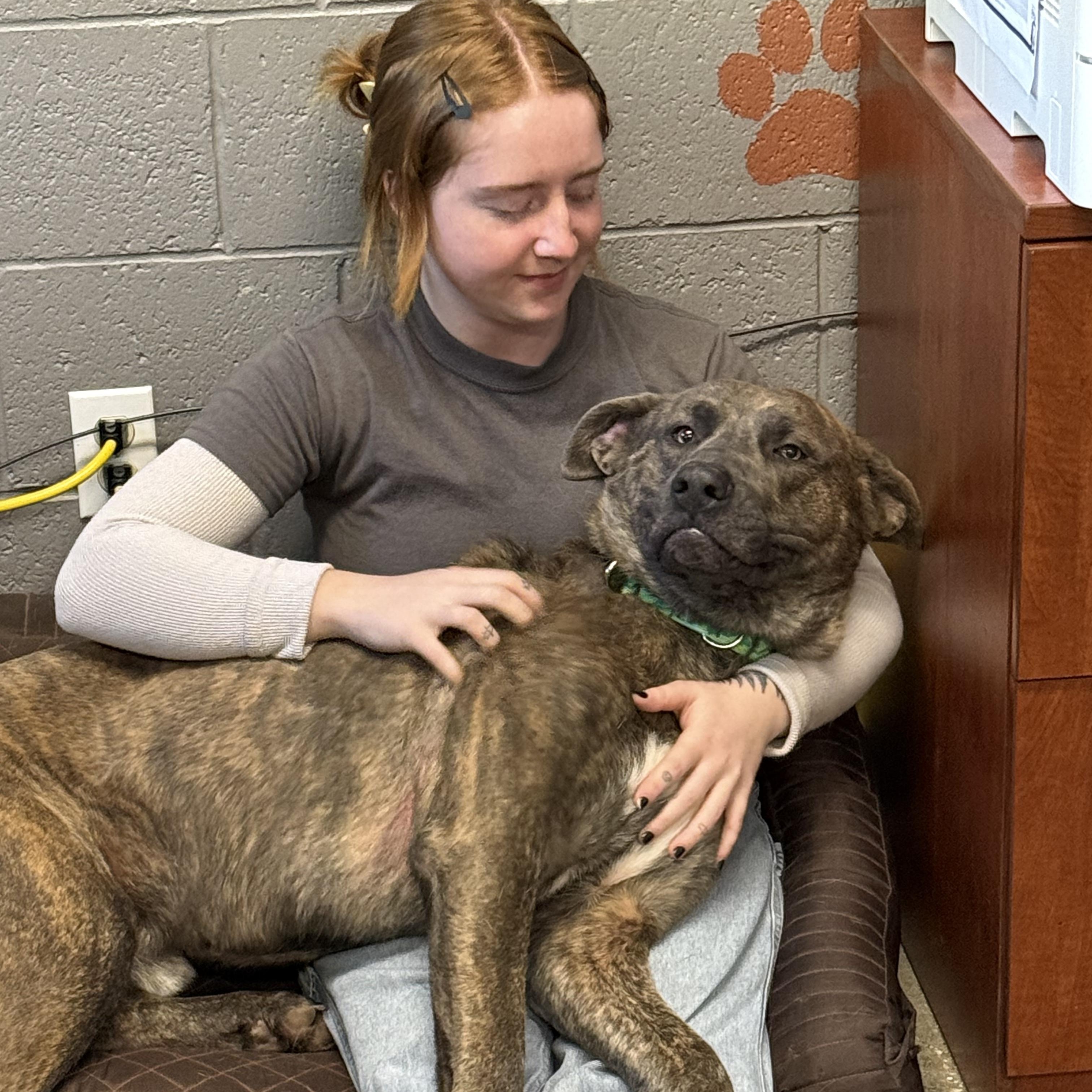 Enlarge Chicken Little- Fetch Fanatic!, an adoptable mixed breed in Grass Valley, CA image 5/6