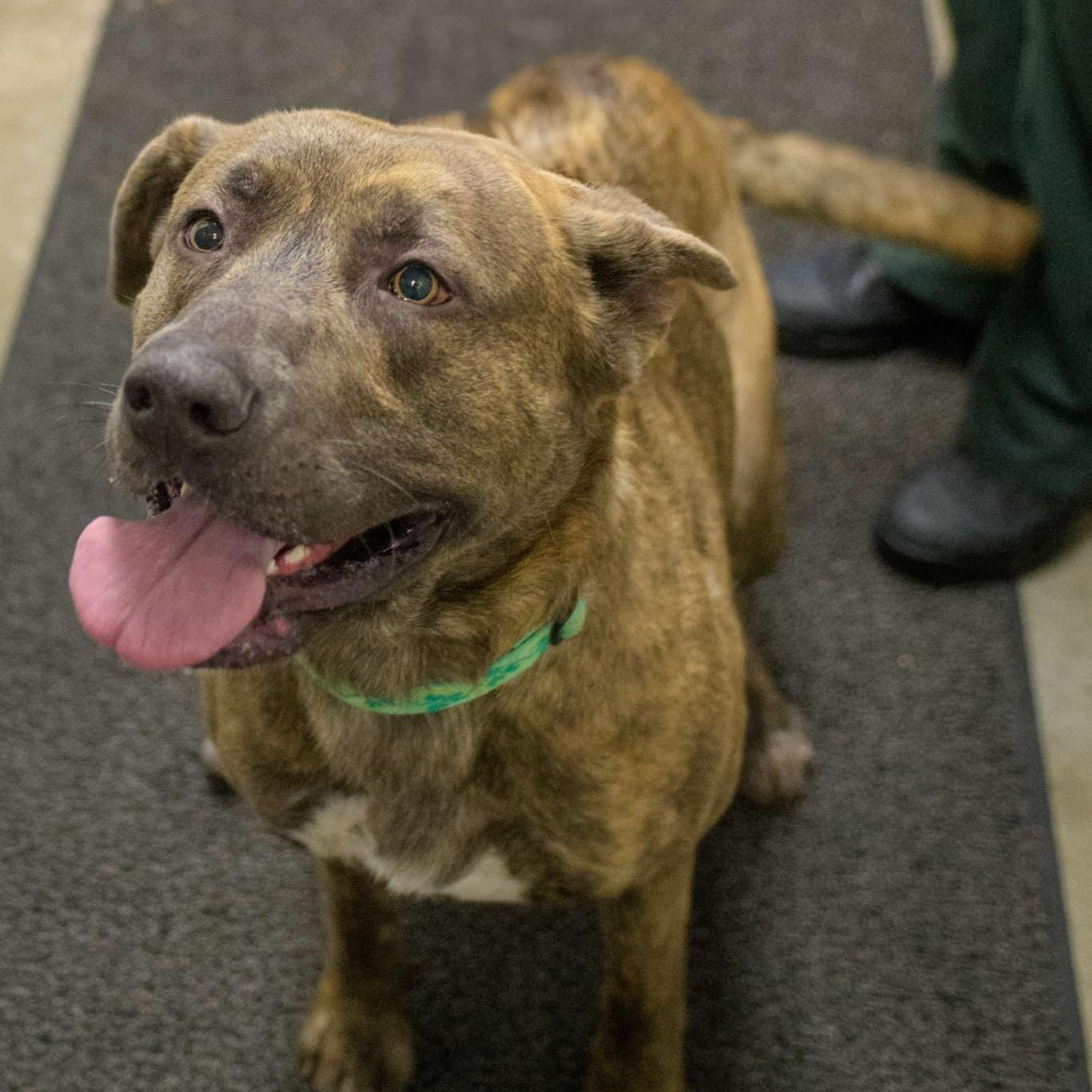 Enlarge Chicken Little- Fetch Fanatic!, an adoptable mixed breed in Grass Valley, CA image 2/6