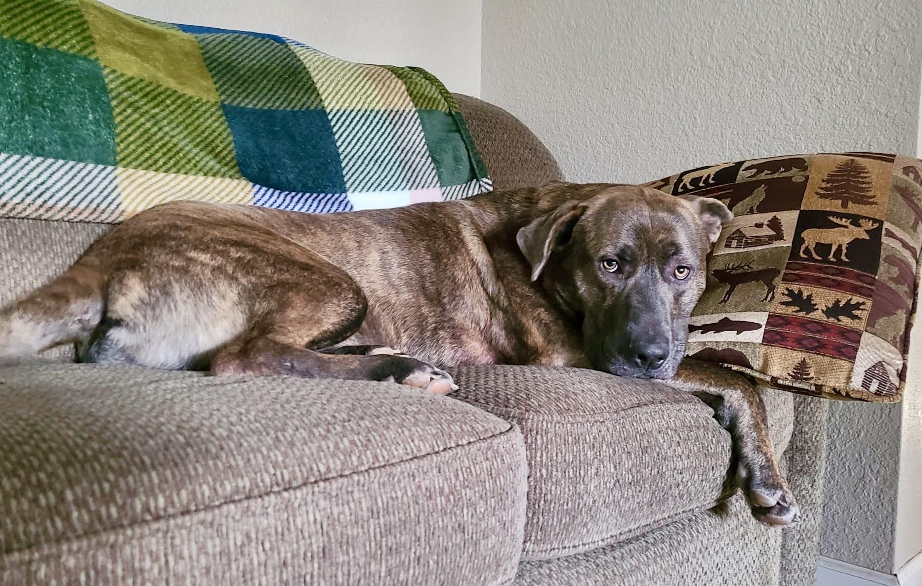 Wolfie- Fetch Fanatic!, an adoptable Mastiff in Grass Valley, CA, 95945 | Photo Image 3