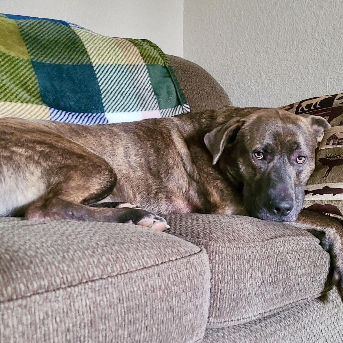 Enlarge Chicken Little- Fetch Fanatic!, an adoptable mixed breed in Grass Valley, CA image 4/6