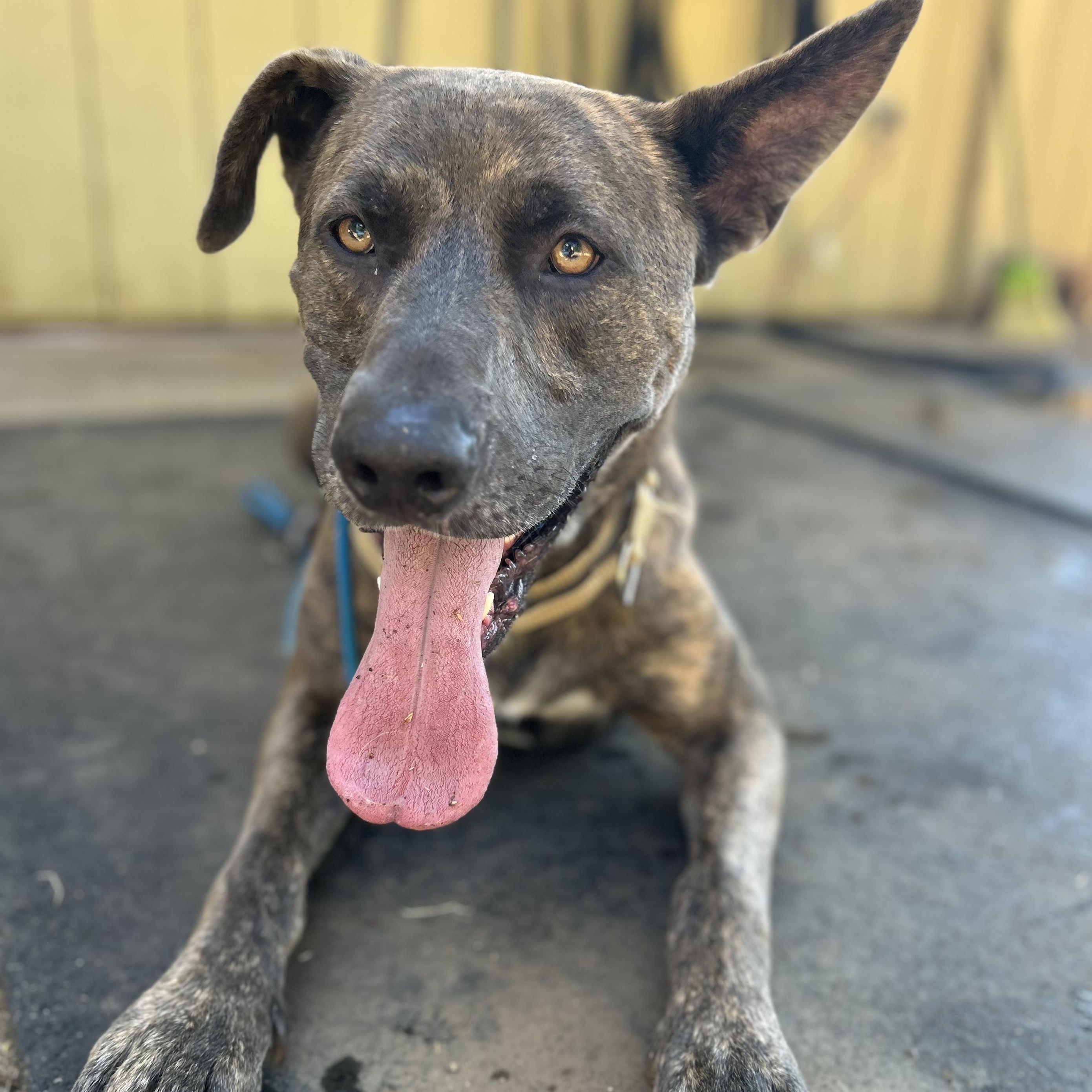 Wolfie- Fetch Fanatic!, an adoptable Mastiff in Grass Valley, CA, 95945 | Photo Image 5
