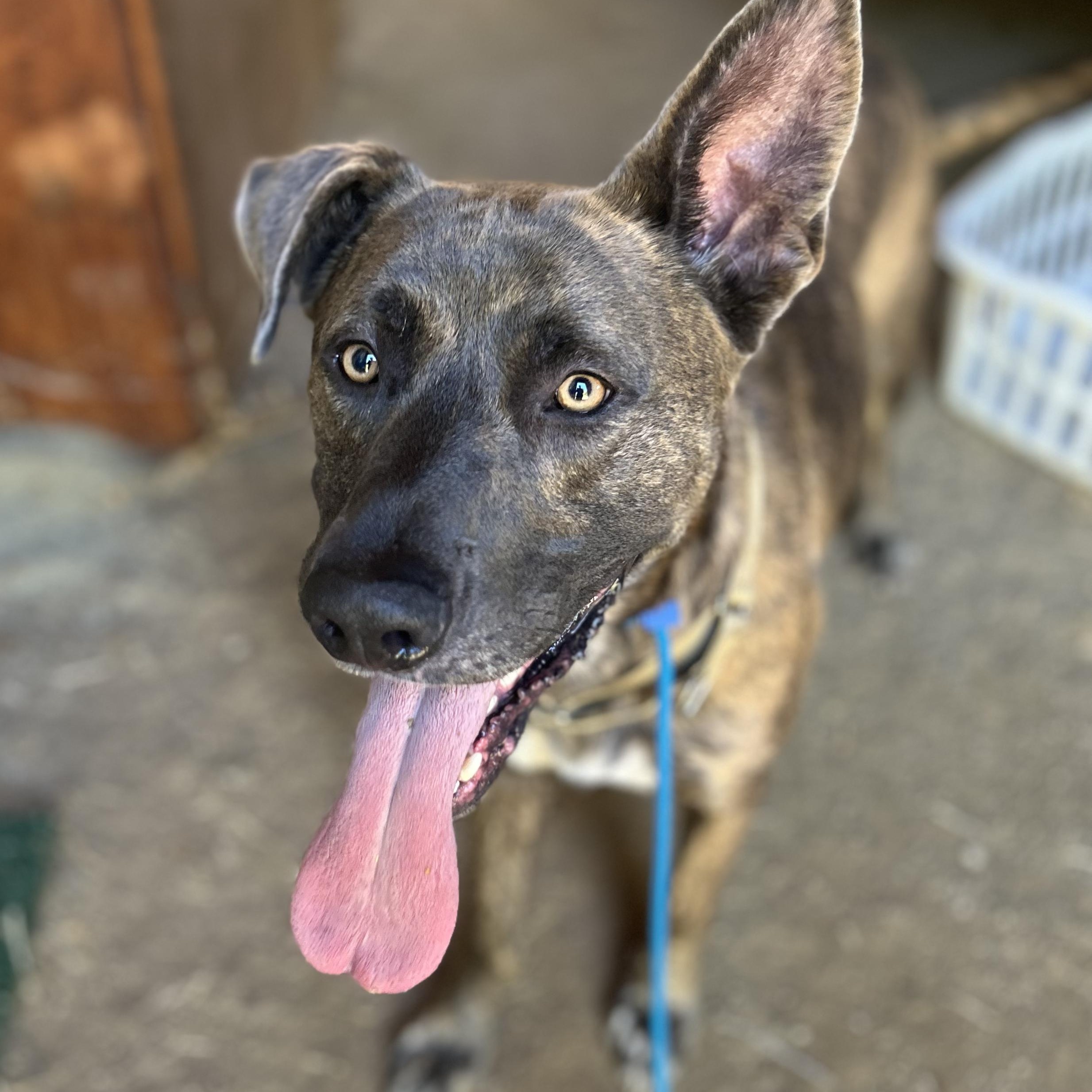 Wolfie- Fetch Fanatic!, an adoptable Mastiff in Grass Valley, CA, 95945 | Photo Image 1