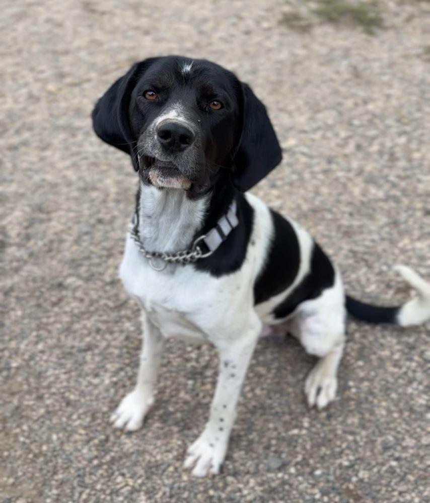 Brew, Adoptable, Adult Male Mixed Breed & Mixed Breed.