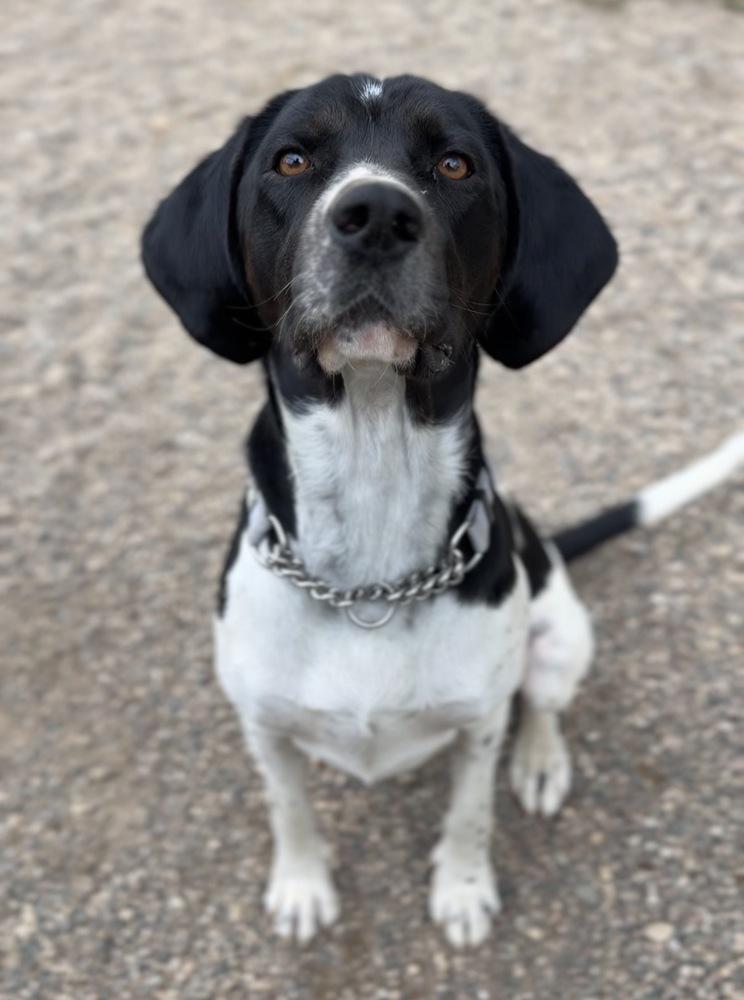 Enlarge Brew, a Adoptable mixed breed in Bemidji, MN image 2/3