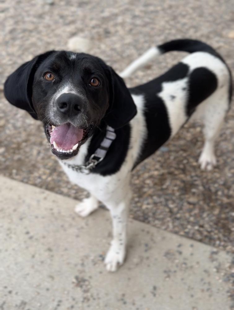 Enlarge Brew, a Adoptable mixed breed in Bemidji, MN image 3/3