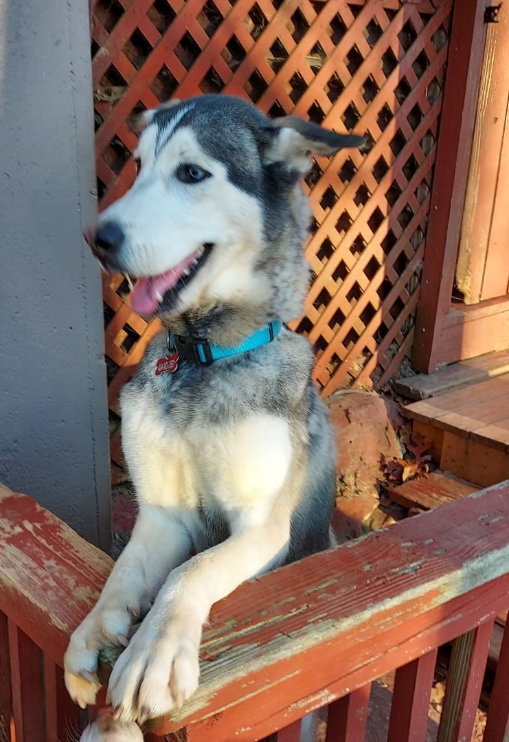 Enlarge Astro, a Adoptable mixed breed in Ellijay, GA image 2/6