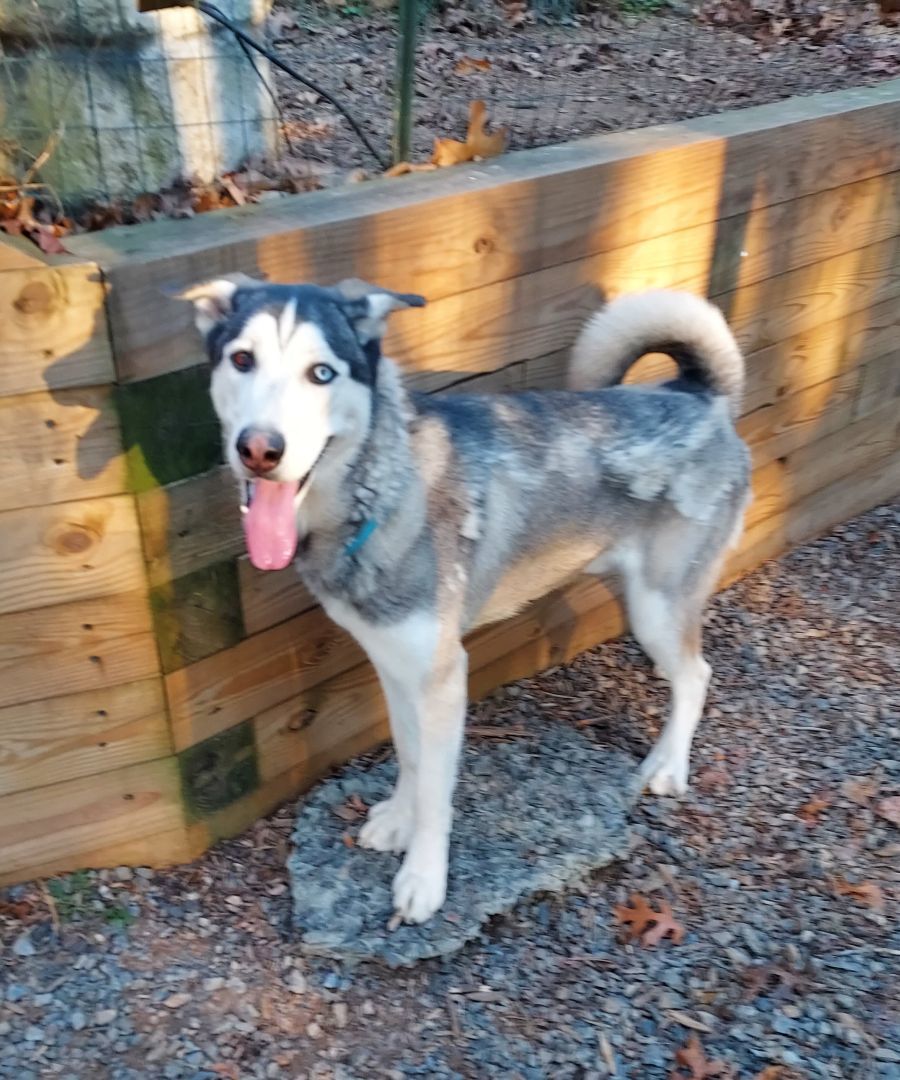 Enlarge Astro, a Adoptable mixed breed in Ellijay, GA image 4/6